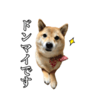毎日使える、柴犬こはるのスタンプ3 敬語編（個別スタンプ：33）