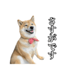 毎日使える、柴犬こはるのスタンプ3 敬語編（個別スタンプ：34）