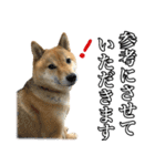 毎日使える、柴犬こはるのスタンプ3 敬語編（個別スタンプ：35）