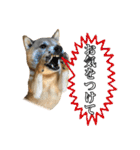 毎日使える、柴犬こはるのスタンプ3 敬語編（個別スタンプ：36）