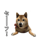 毎日使える、柴犬こはるのスタンプ3 敬語編（個別スタンプ：37）