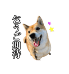 毎日使える、柴犬こはるのスタンプ3 敬語編（個別スタンプ：38）