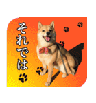 毎日使える、柴犬こはるのスタンプ3 敬語編（個別スタンプ：39）