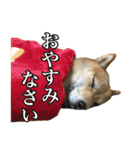 毎日使える、柴犬こはるのスタンプ3 敬語編（個別スタンプ：40）