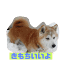 ギンと遊んでね（個別スタンプ：2）