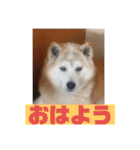 ギンと遊んでね（個別スタンプ：3）