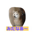 ギンと遊んでね（個別スタンプ：4）