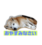 ギンと遊んでね（個別スタンプ：10）