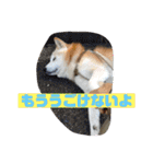 ギンと遊んでね（個別スタンプ：16）