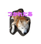 ギンと遊んでね（個別スタンプ：17）