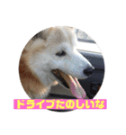 ギンと遊んでね（個別スタンプ：19）