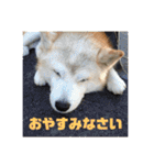 ギンと遊んでね（個別スタンプ：20）