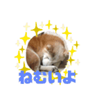 ギンと遊んでね（個別スタンプ：21）