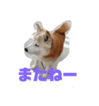 ギンと遊んでね（個別スタンプ：23）