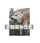 ギンと遊んでね（個別スタンプ：25）