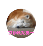ギンと遊んでね（個別スタンプ：26）