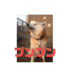 ギンと遊んでね（個別スタンプ：27）