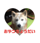 ギンと遊んでね（個別スタンプ：33）