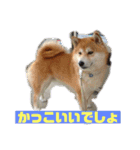 ギンと遊んでね（個別スタンプ：35）