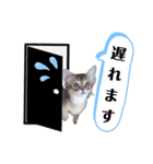 こねこ☆すたんぷ10（個別スタンプ：2）