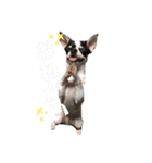 でんすけすたんぷ（個別スタンプ：1）