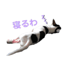 でんすけすたんぷ（個別スタンプ：2）