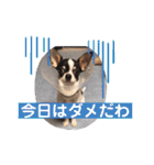 でんすけすたんぷ（個別スタンプ：3）