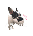 でんすけすたんぷ（個別スタンプ：4）