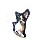 でんすけすたんぷ（個別スタンプ：11）