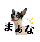 でんすけすたんぷ（個別スタンプ：19）