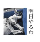 でんすけすたんぷ（個別スタンプ：26）