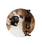 でんすけすたんぷ（個別スタンプ：40）