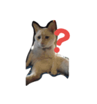困り猫まつこ2（個別スタンプ：1）