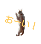 困り猫まつこ2（個別スタンプ：2）