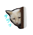 困り猫まつこ2（個別スタンプ：3）