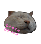 困り猫まつこ2（個別スタンプ：5）