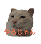 困り猫まつこ2（個別スタンプ：6）