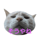 困り猫まつこ2（個別スタンプ：7）