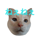 困り猫まつこ2（個別スタンプ：8）