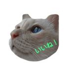 困り猫まつこ2（個別スタンプ：9）