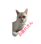 困り猫まつこ2（個別スタンプ：10）