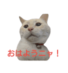 困り猫まつこ2（個別スタンプ：11）