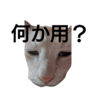 困り猫まつこ2（個別スタンプ：12）
