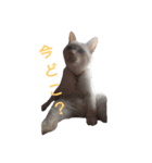 困り猫まつこ2（個別スタンプ：14）