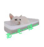 困り猫まつこ2（個別スタンプ：16）