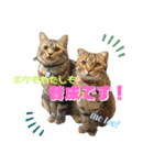 CATS. げんとコスモ（個別スタンプ：1）