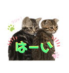 CATS. げんとコスモ（個別スタンプ：2）