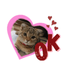 CATS. げんとコスモ（個別スタンプ：3）