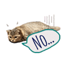 CATS. げんとコスモ（個別スタンプ：4）