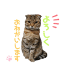 CATS. げんとコスモ（個別スタンプ：5）